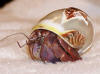 Hermit crab wearing tapestry turbo with a dolphin carved on the seashell.