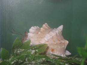 Hermit crab wearing pink murex seashell.