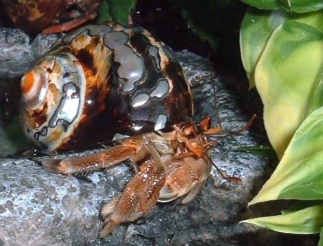 African Crabs