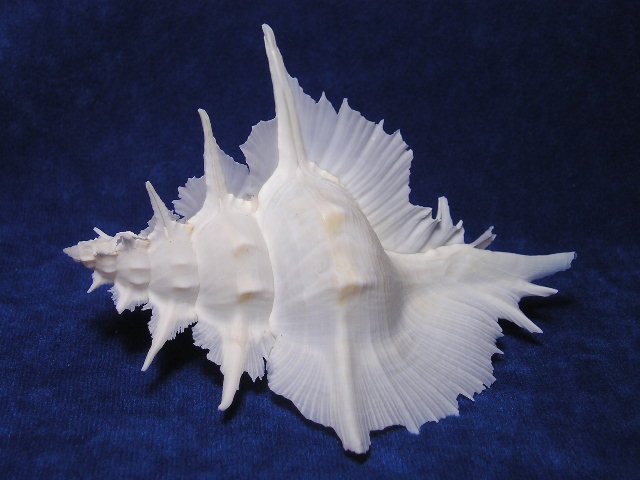 Murex Alabaster Sea Shells - Siratus alabaster