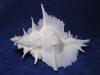 Beautiful spikes of a murex alabaster sea shell.