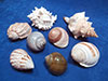 Assorted hermit crab seashells.