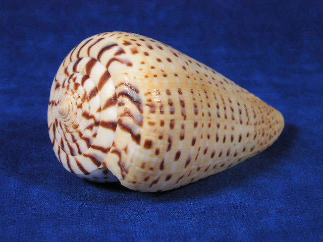 cone seashell