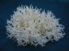  Bird Nest Coral