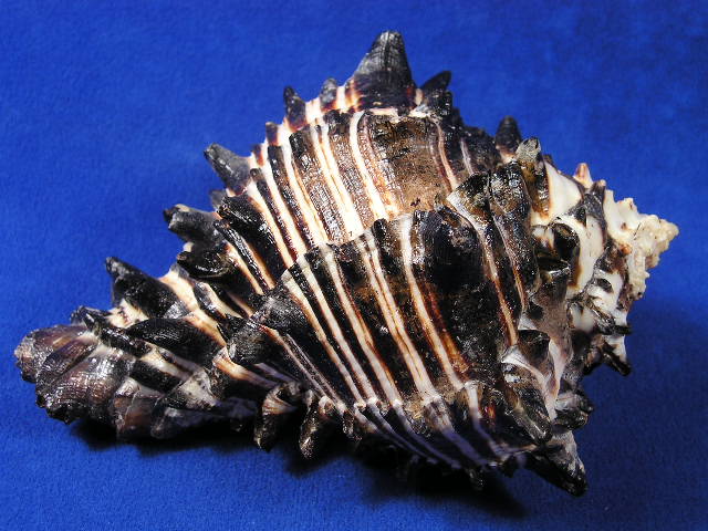 Black Sea Shells