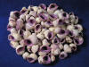Cebu Beauty Seashells aka: Violet Coral shell, Coral Snails or Coralliophila neritoidea.