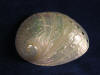 Cream abalone seashells.