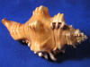Spire and body whorl of a cymatium peryii Perry's Triton seashell.