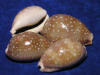 Deer Cowrie Seashells