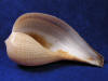 Large aperture of ficus gracilis fig seashell.