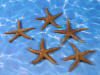 Florida Starfishes