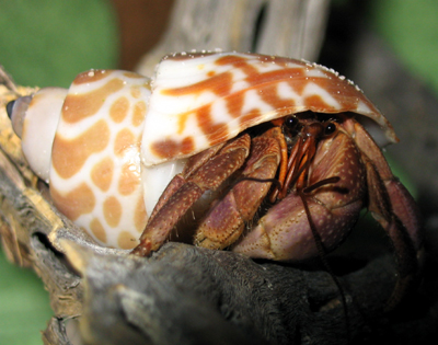 Babylon Spirata Hermit Crab Shells