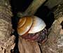 Herman the hermit crab wears a muffin land snail shell.