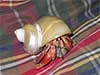Hermit crab named Dante wearing a polished gold mouth turbo shell is relaxing on a plaid blanket.