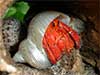 Nitro is bright red wearing a polished silver turbo hermit crab shell hiding in the dark.
