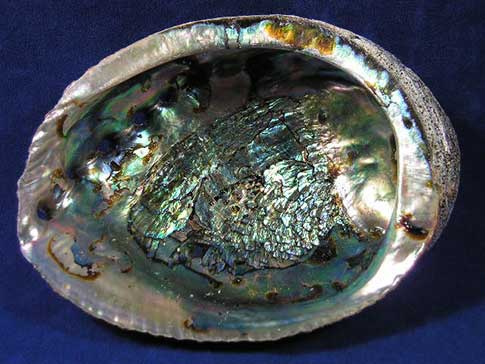 Large green abalone sea shell with silver, green and blue.