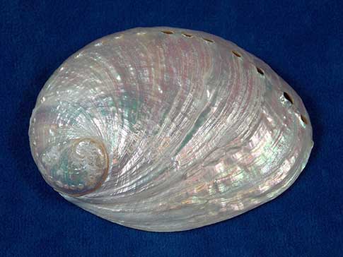 Pearl abalone seashells have hues of pink and green.