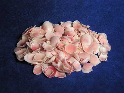 Small pink apple blossom rose cup seashells in a clam pile.