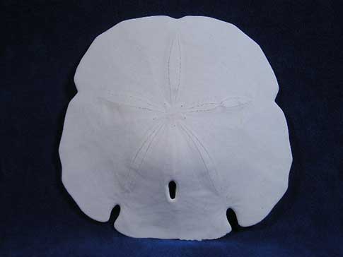 Wholesale Sand Dollars for Crafts - Arrowhead and Keyhole