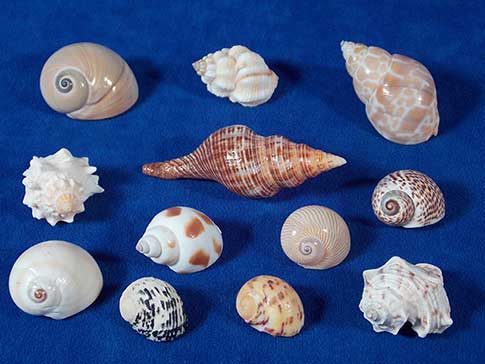 Nice variety of assorted small sea shells.