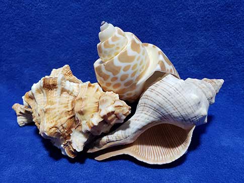 Three stacked seashells on a blue background.