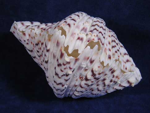 Perfect Hippopus hippopus bear paw clam shell.