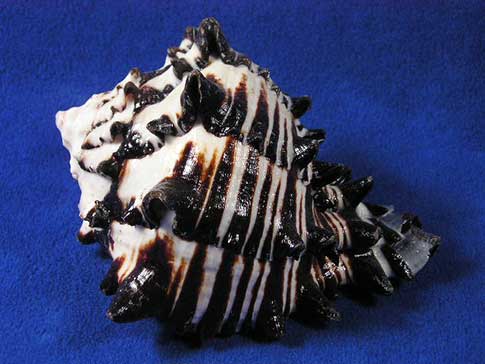 Black murex shells are sturdy for hermit crabs.