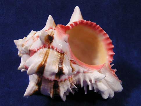 Glamorous sea shells for hermit crabs with a large mouth opening.
