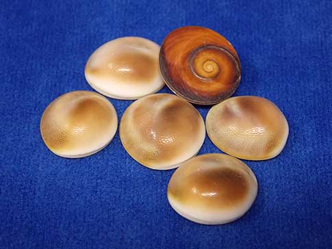 Group of brown cats eyes shells with flat bottoms.