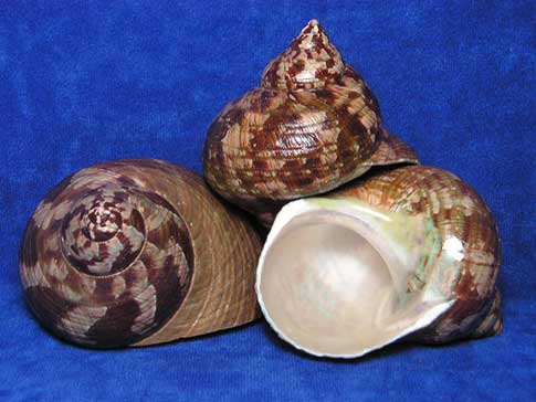 Three brown turbo seashells with a camouflage look about them.