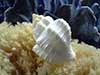 Cancellaria seashell on sea sponge near blue coral.