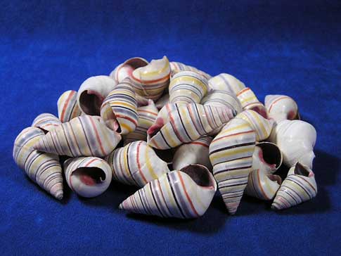 Candy striped hermit crab shells.