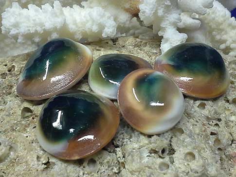 Green Cat Eye Sea Shells - Green operculum