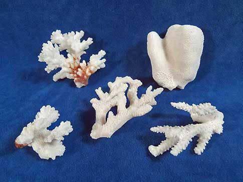 Five broken pieces of real coral.