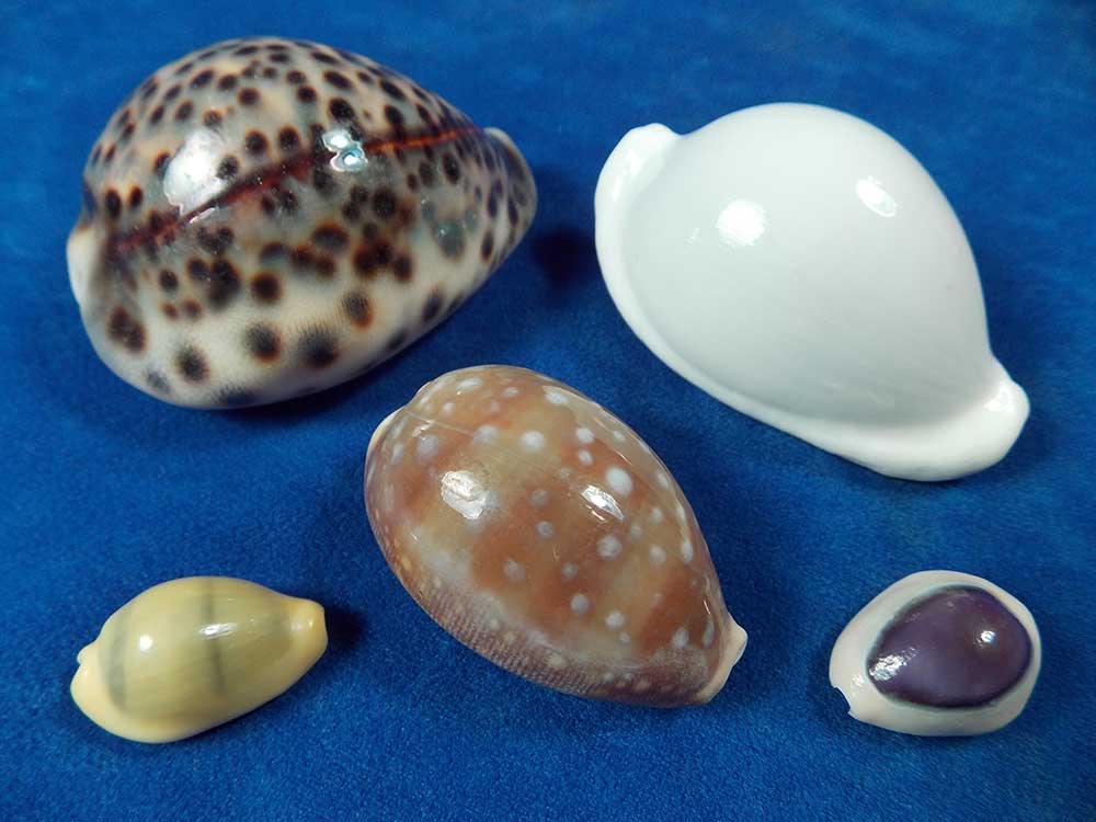 Five different cowrie shells.