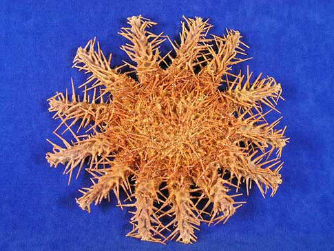 Crown of thorns starfish with many spiky legs.