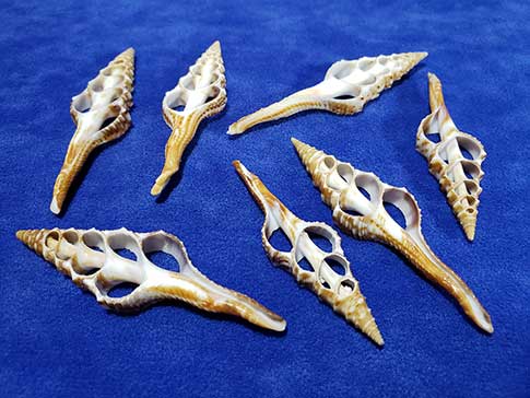 Seven center cut bumpy spinle seashells showing their slendor beauty.