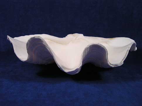 Tridacna squamosa clams are fluted seashells that are often used as a large bowls.