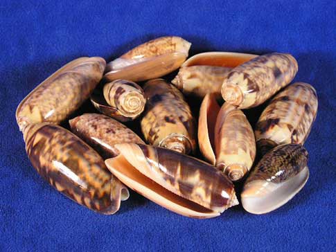 Pile of golden olive sea shells.