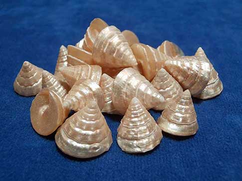Pile of pyramid or cone shaped shells that are a gold pearl color.