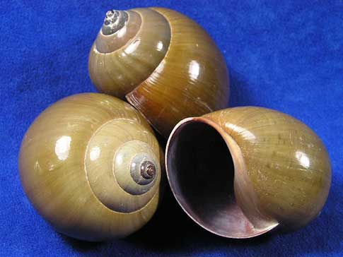 Three large shiny green land snail shells leaning on each other.