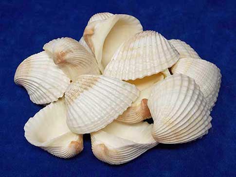Thirteen jumbo ark clam shells.