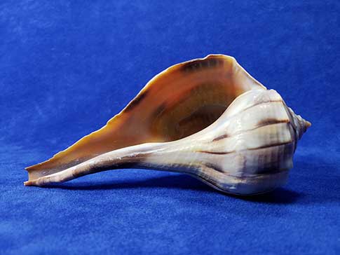 Florida lightning whelk seashell. Left handed whelks.