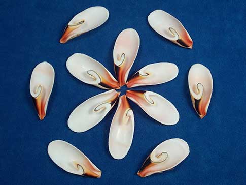 Lily cut strawberry stromus seashells look like flower petals.