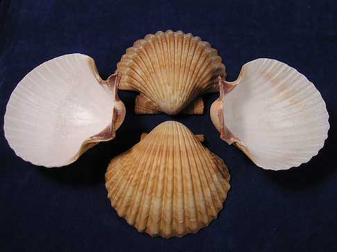 Four rounded Mexican deep scallop seashells showing the brown side and the white cup like side.