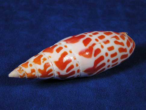 Orange and white episcopal mitra miter seashell has natural dots, dashes and smudges.