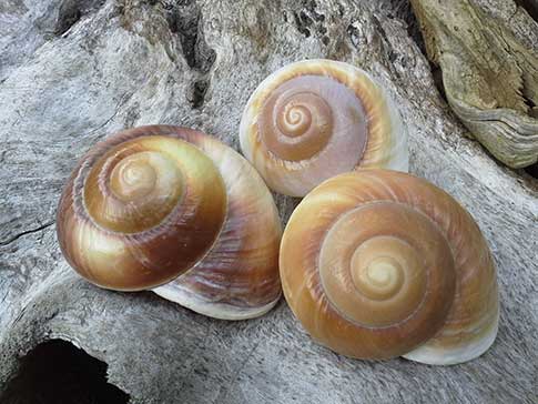 Muffin Snail - Small and Large