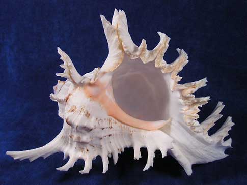 Aperture of a large murex ramosus seashell with frilly spikes.