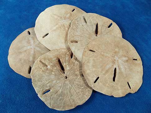 Unbleached natural sand dollars.
