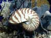 Small nautilus sea shell with coral.